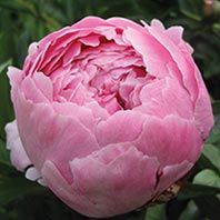 Kushala Balance Anke Rusch