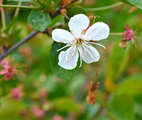 Apfelblüte Anke Rusch