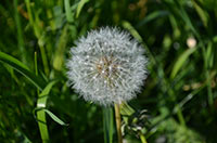 Pusteblume Anke Rusch Yoga, Entspannung