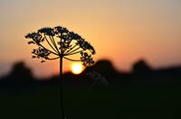 Sonnenuntergang Anke Rusch